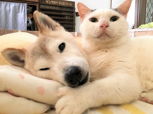 寝転がるしのちゃんと寄りそうくぅくん