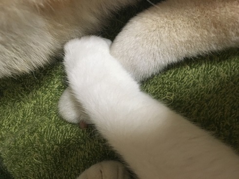2匹の足アップ