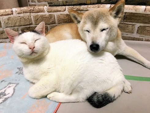 くぅくんしのちゃん