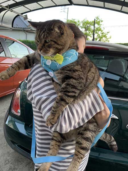 猫 大きい デブ メインクーン超え 抱っこ 貫禄 雑種