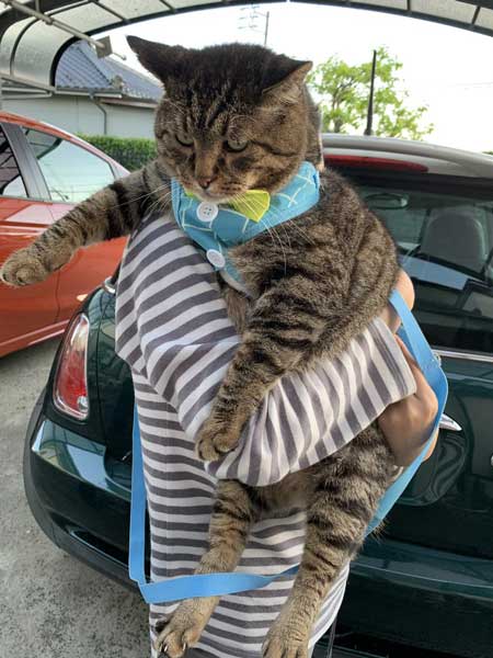 猫 大きい デブ メインクーン超え 抱っこ 貫禄 雑種