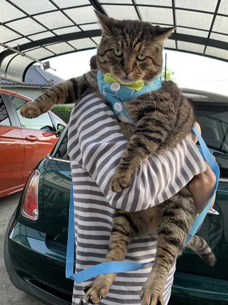 猫 大きい デブ メインクーン超え 抱っこ 貫禄 雑種