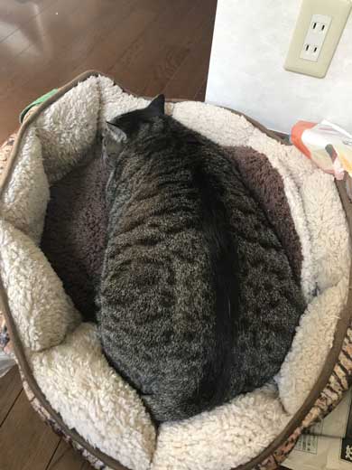 猫 大きい デブ メインクーン超え 抱っこ 貫禄 雑種