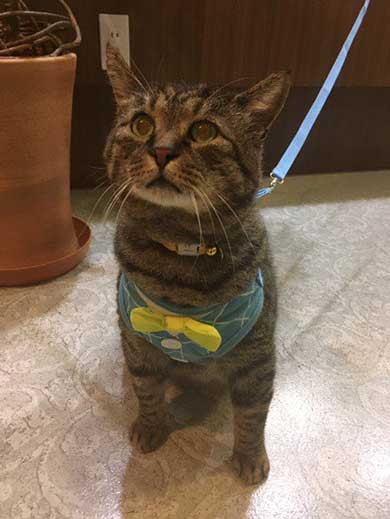 猫 大きい デブ メインクーン超え 抱っこ 貫禄 雑種