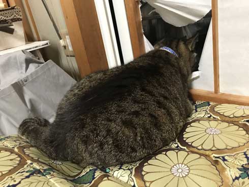 猫 大きい デブ メインクーン超え 抱っこ 貫禄 雑種