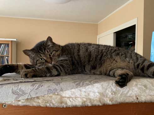猫 大きい デブ メインクーン超え 抱っこ 貫禄 雑種