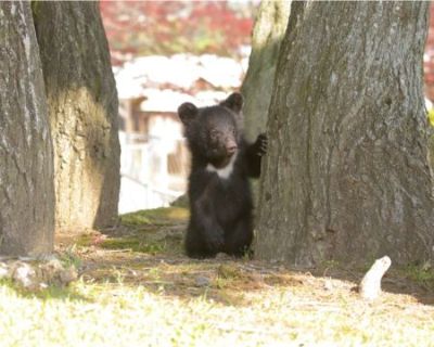 明咲ちゃんの木登り