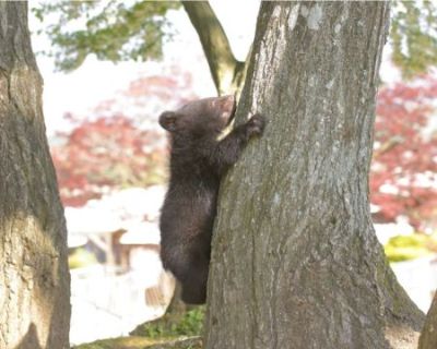 明咲ちゃんの木登り