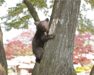 明咲ちゃんの木登り