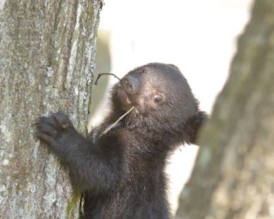 明咲ちゃんの木登り