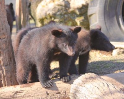 少し大きくなった5匹