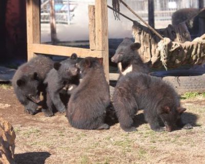 少し大きくなった5匹