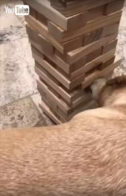 犬