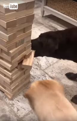 犬