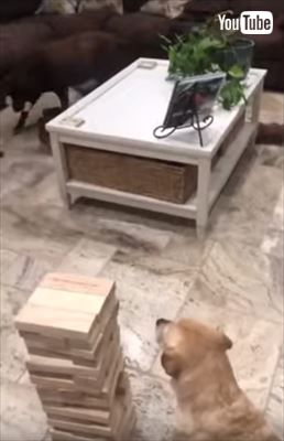 犬