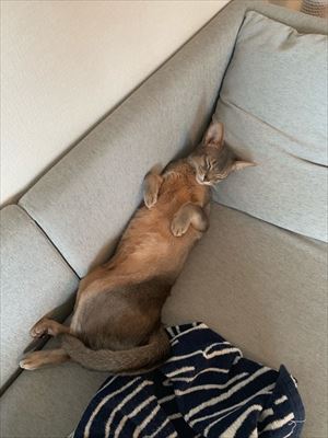 猫