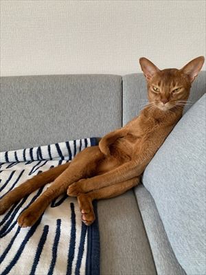 猫
