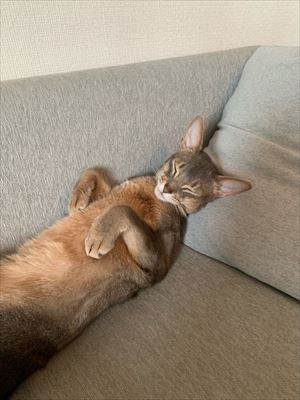 猫