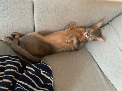 猫