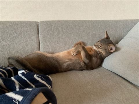 猫