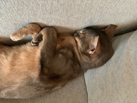 猫