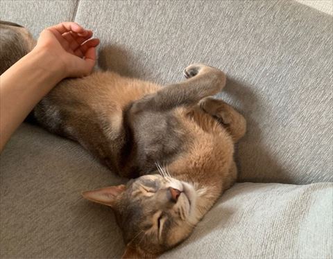 猫