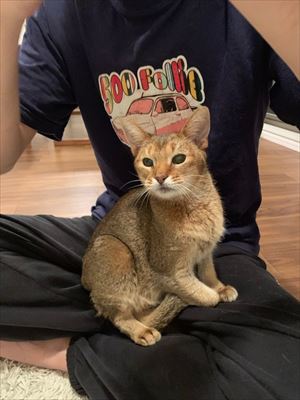 猫