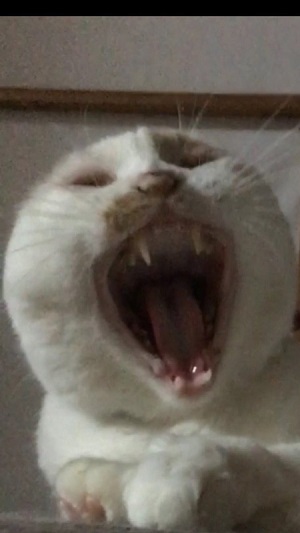 ドアップ