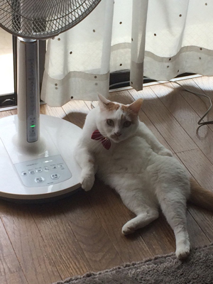 セクシーポーズ