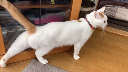 後ろ足を下げるポーズ