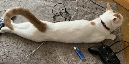 猫