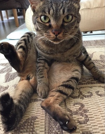 猫