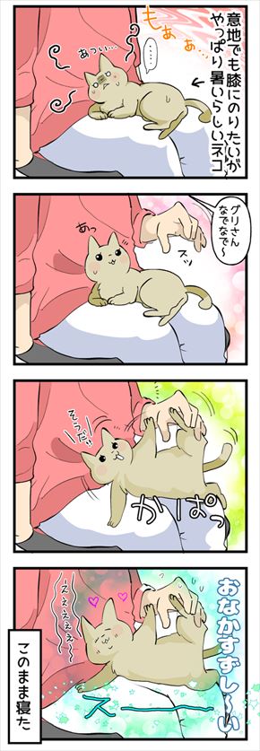 猫