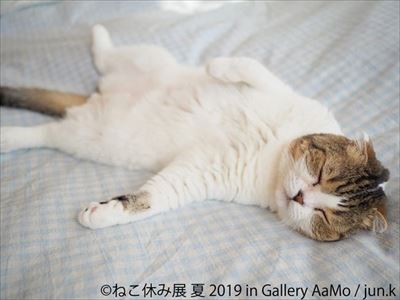 ねこ休み展