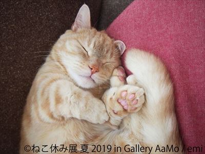ねこ休み展