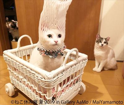 ねこ休み展