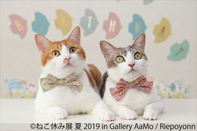 ねこ休み展