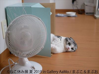 ねこ休み展