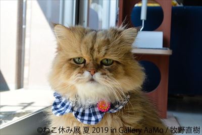 ねこ休み展