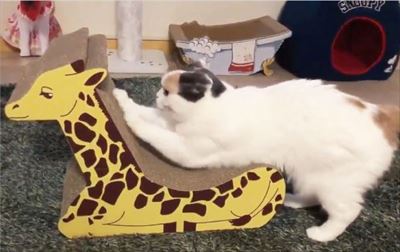 キリンの爪とぎベッド