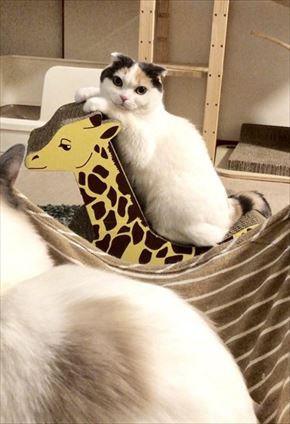 キリンの爪とぎベッド