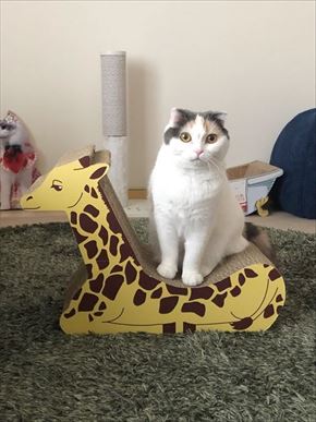 キリンの爪とぎベッド