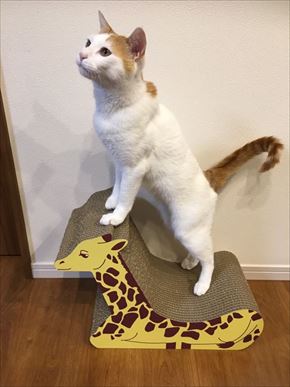 キリンの爪とぎベッド