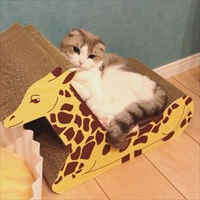 キリンの爪とぎベッド