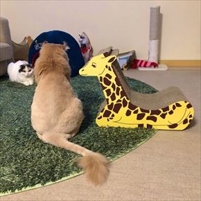 キリンの爪とぎベッド