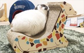 キリンの爪とぎベッド