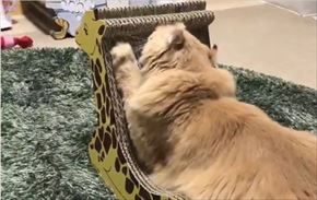 キリンの爪とぎベッド