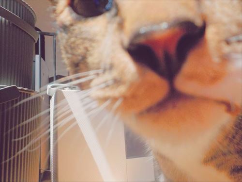 たいとコスモス、ときどきザクロ