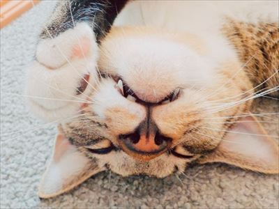 たいとコスモス、ときどきザクロ