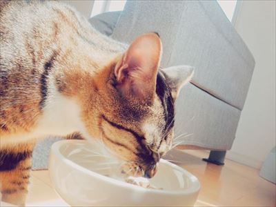 たいとコスモス、ときどきザクロ